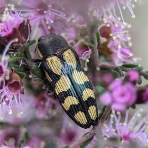 Castiarina decemmaculata at Fisher, ACT - 27 Oct 2024 02:35 PM