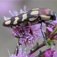 Castiarina decemmaculata at Fisher, ACT - 27 Oct 2024