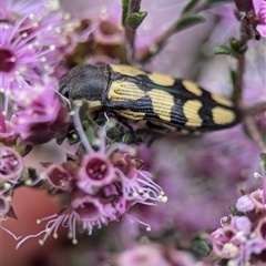 Castiarina decemmaculata at Fisher, ACT - 27 Oct 2024