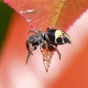 Apricia jovialis (Jovial jumping spider) at Braemar, NSW by Curiosity