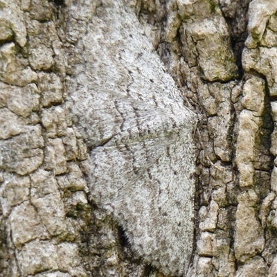 Psilosticha absorpta (Fine-waved Bark Moth) at Braemar, NSW - 20 Oct 2024 by Curiosity