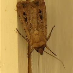 Agrotis infusa (Bogong Moth, Common Cutworm) at Braemar, NSW - 21 Oct 2024 by Curiosity