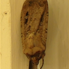 Agrotis infusa at Braemar, NSW - 21 Oct 2024 03:39 PM