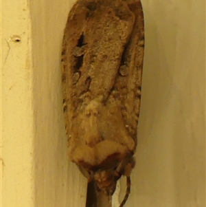 Agrotis infusa at Braemar, NSW - 21 Oct 2024 03:39 PM