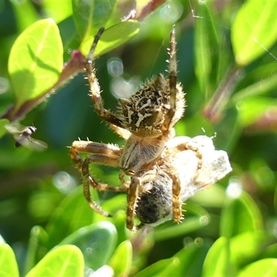 Backobourkia (genus) (An orb weaver) at Braemar, NSW - 22 Oct 2024 by Curiosity