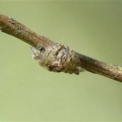 Dolophones sp. (genus) (Wrap-around spider) at Braemar, NSW - 21 Oct 2024 by Curiosity