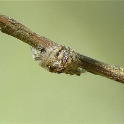 Dolophones sp. (genus) (Wrap-around spider) at Braemar, NSW - 22 Oct 2024 by Curiosity