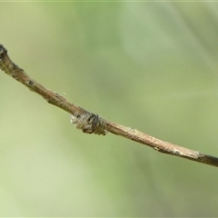 Dolophones sp. (genus) at Braemar, NSW - 22 Oct 2024