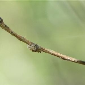 Dolophones sp. (genus) at Braemar, NSW - 22 Oct 2024 10:27 AM