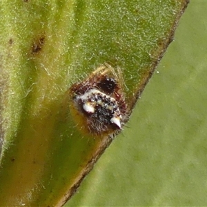 Poecilopachys australasia at Braemar, NSW by Curiosity