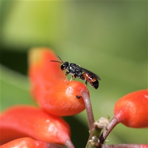 Hylaeus littleri at Keiraville, NSW - 7 Dec 2021 11:24 AM