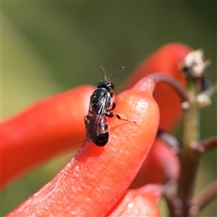 Hylaeus littleri at Keiraville, NSW - 7 Dec 2021 11:24 AM