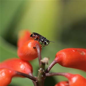 Hylaeus littleri at Keiraville, NSW - 7 Dec 2021 11:24 AM