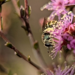 Lipotriches flavoviridis species group at Fisher, ACT - 27 Oct 2024 by Miranda