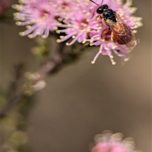 Exoneura sp. (genus) at Fisher, ACT - 27 Oct 2024