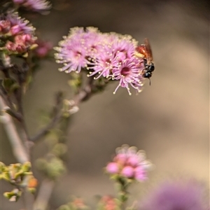 Exoneura sp. (genus) at Fisher, ACT - 27 Oct 2024