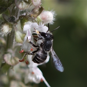 Pseudoanthidium (Immanthidium) repetitum at Unanderra, NSW - 4 Mar 2024