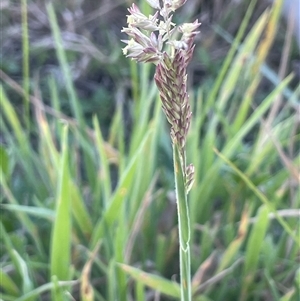 Holcus lanatus at Lake George, NSW - 3 Mar 2024 05:22 PM