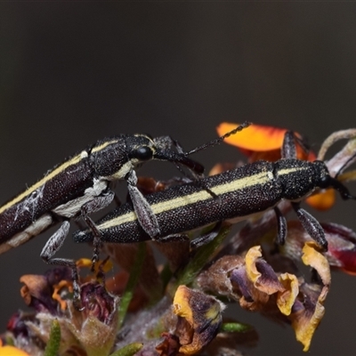 Rhinotia suturalis (Belid weevil) at Jerrabomberra, NSW - 27 Oct 2024 by DianneClarke