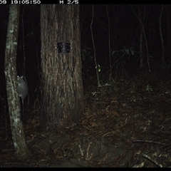 Phascogale tapoatafa at Pappinbarra, NSW - 9 Oct 2024 by jonvanbeest