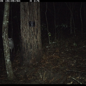 Phascogale tapoatafa at Pappinbarra, NSW - 9 Oct 2024 07:05 PM