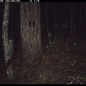 Phascogale tapoatafa at Pappinbarra, NSW - 9 Oct 2024