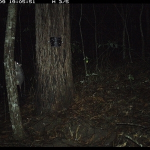 Phascogale tapoatafa at Pappinbarra, NSW - 9 Oct 2024 07:05 PM