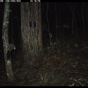 Phascogale tapoatafa at Pappinbarra, NSW - 9 Oct 2024 07:05 PM