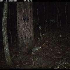 Phascogale tapoatafa at Pappinbarra, NSW - 9 Oct 2024 07:05 PM