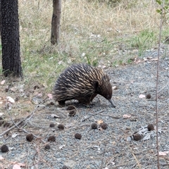 Tachyglossus aculeatus (Short-beaked Echidna) at Fisher, ACT - 27 Oct 2024 by Miranda