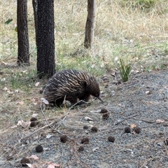 Tachyglossus aculeatus at Fisher, ACT - 27 Oct 2024 03:05 PM