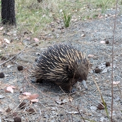 Tachyglossus aculeatus at Fisher, ACT - 27 Oct 2024 03:05 PM