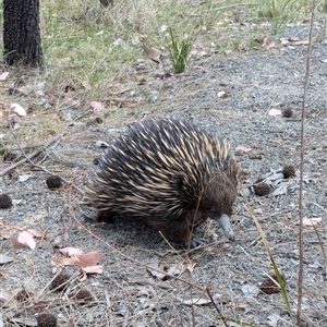 Tachyglossus aculeatus at Fisher, ACT - 27 Oct 2024 03:05 PM