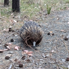 Tachyglossus aculeatus at Fisher, ACT - 27 Oct 2024 03:05 PM