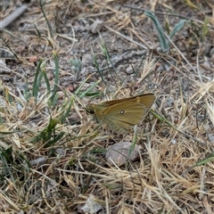 Trapezites luteus (Yellow Ochre, Rare White-spot Skipper) at Fisher, ACT - 27 Oct 2024 by Miranda