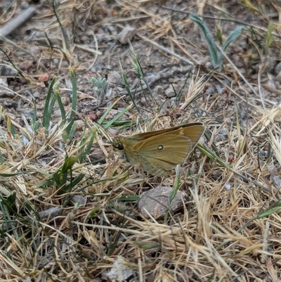 Trapezites luteus (Yellow Ochre, Rare White-spot Skipper) at Fisher, ACT - 27 Oct 2024 by Miranda