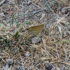 Trapezites luteus at Fisher, ACT - 27 Oct 2024