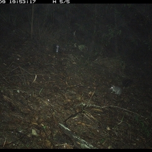 Phascogale tapoatafa (Brush-tailed Phascogale) at Pappinbarra, NSW by jonvanbeest