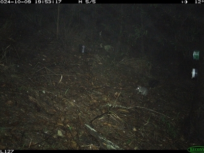 Phascogale tapoatafa (Brush-tailed Phascogale) at Pappinbarra, NSW - 9 Oct 2024 by jonvanbeest