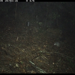 Phascogale tapoatafa at Pappinbarra, NSW - 9 Oct 2024 07:53 PM