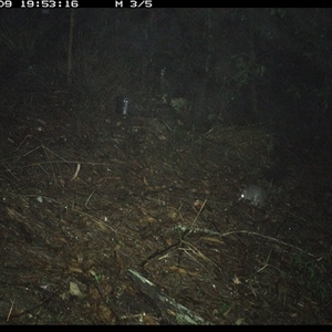 Phascogale tapoatafa at Pappinbarra, NSW - 9 Oct 2024 07:53 PM