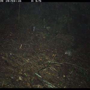 Phascogale tapoatafa at Pappinbarra, NSW - 9 Oct 2024 07:53 PM