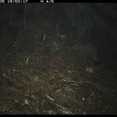 Phascogale tapoatafa at Pappinbarra, NSW - 9 Oct 2024 07:53 PM