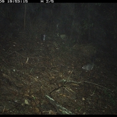 Phascogale tapoatafa at Pappinbarra, NSW - 9 Oct 2024 07:53 PM