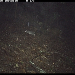 Phascogale tapoatafa at Pappinbarra, NSW - 9 Oct 2024 07:53 PM