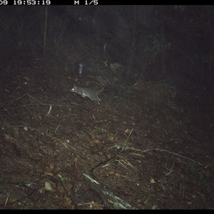 Phascogale tapoatafa at Pappinbarra, NSW - 9 Oct 2024