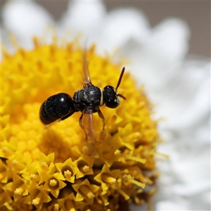 Hylaeus (Gnathoprosopis) euxanthus at Keiraville, NSW - 19 Nov 2019