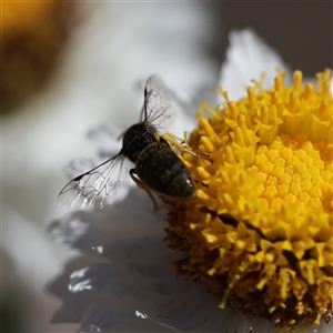 Hylaeus (Gnathoprosopis) euxanthus at Keiraville, NSW - 19 Nov 2019