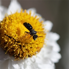 Hylaeus (Gnathoprosopis) euxanthus at Keiraville, NSW - 19 Nov 2019