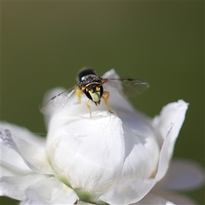 Hylaeus (Gnathoprosopis) euxanthus at Keiraville, NSW - 19 Nov 2019